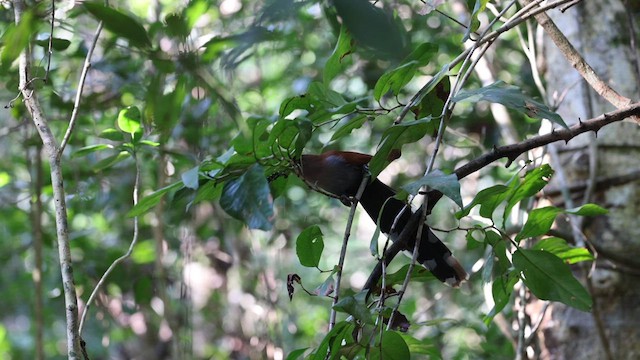 Squirrel Cuckoo - ML629440986