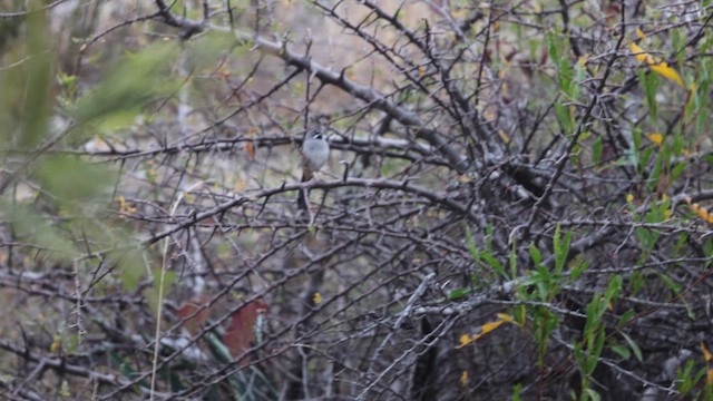 Bridled Sparrow - ML629441102