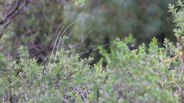 Mexican Violetear - ML629441107