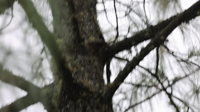 Gray-barred Wren - ML629441125