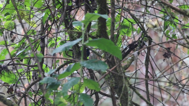 Dwarf Jay - ML629441148