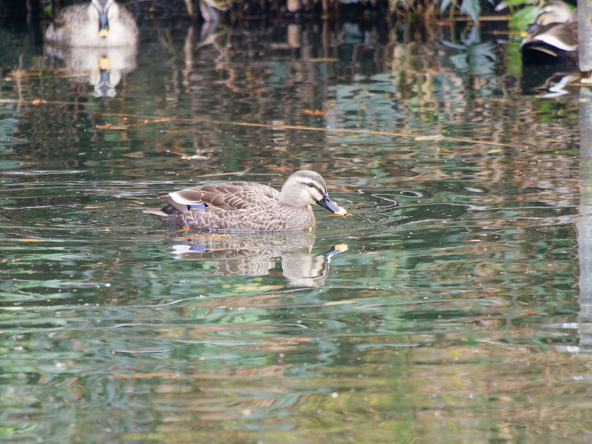 Eastern Spot-billed Duck - ML629441460