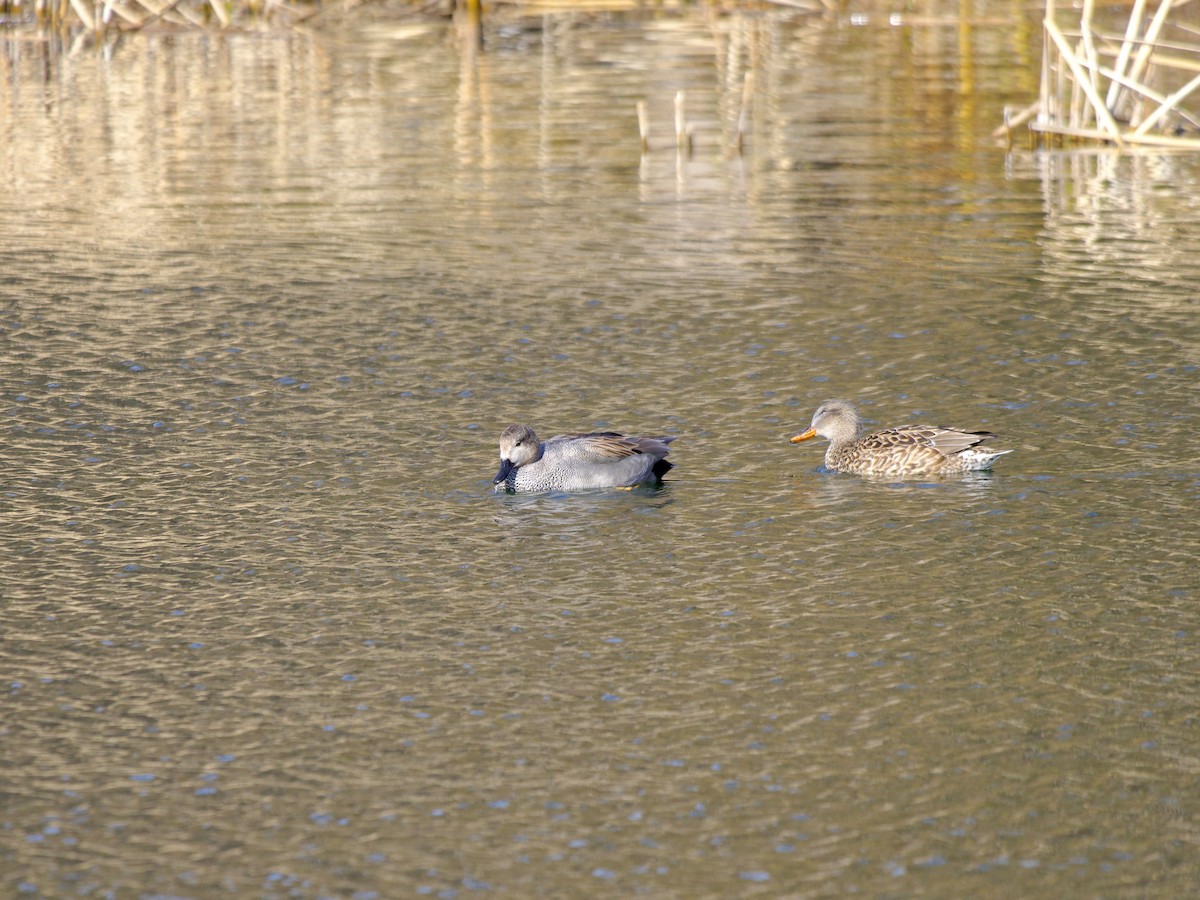 Gadwall - ML629441466
