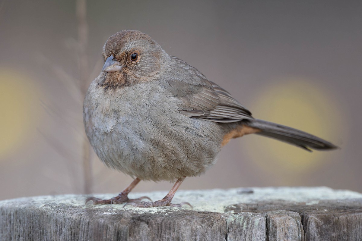 California Towhee - ML629441605