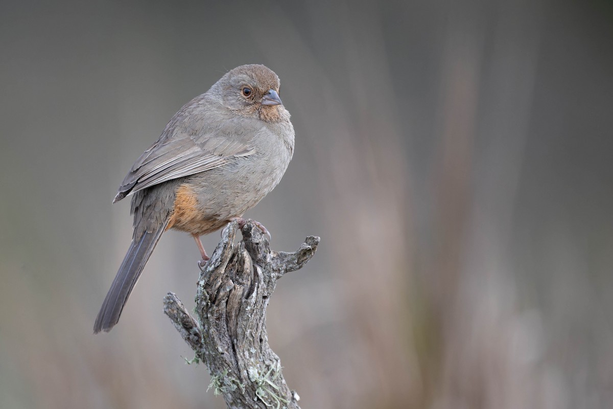 California Towhee - ML629441606