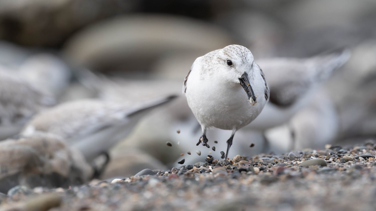 Sanderling - ML629441762