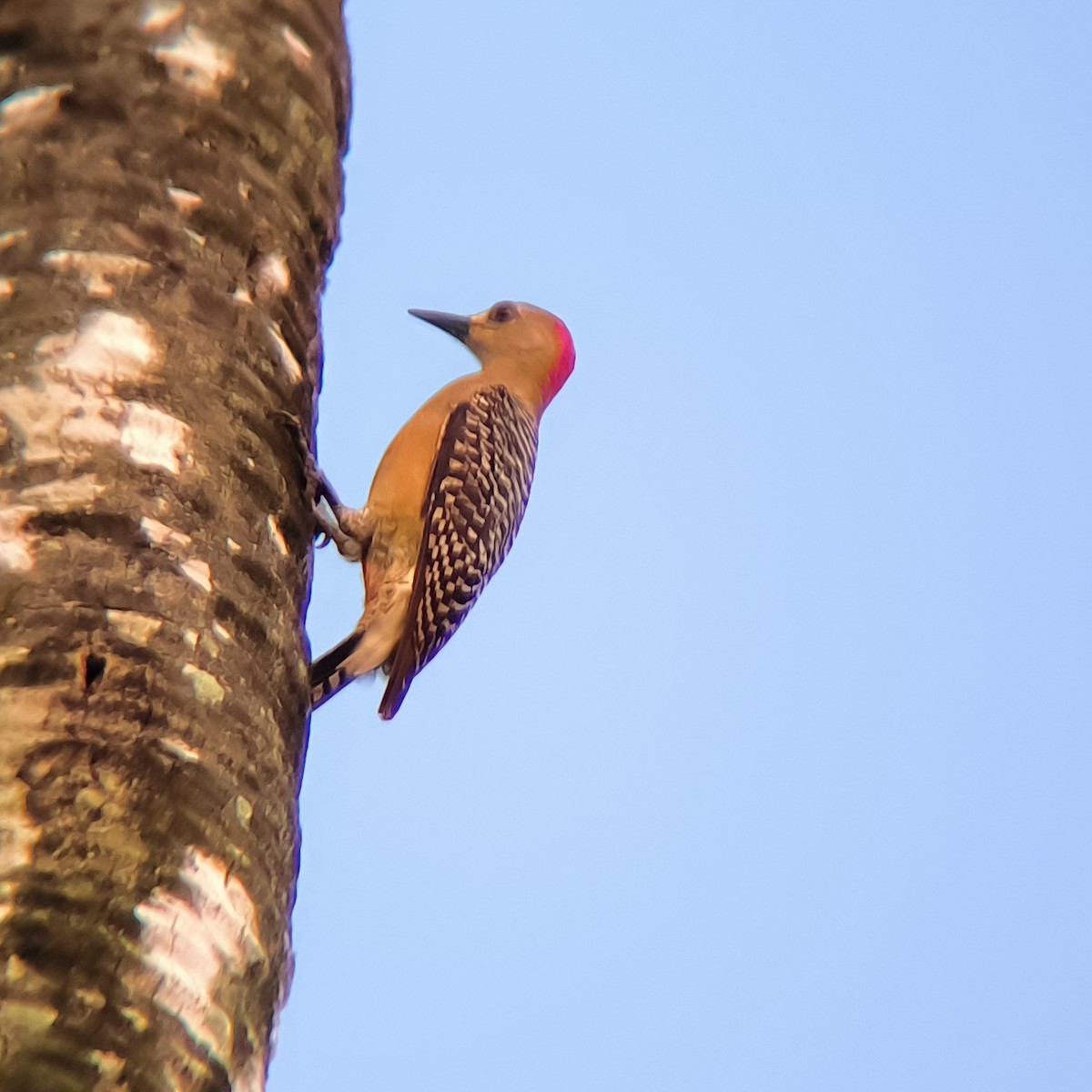Red-crowned Woodpecker - ML629441774