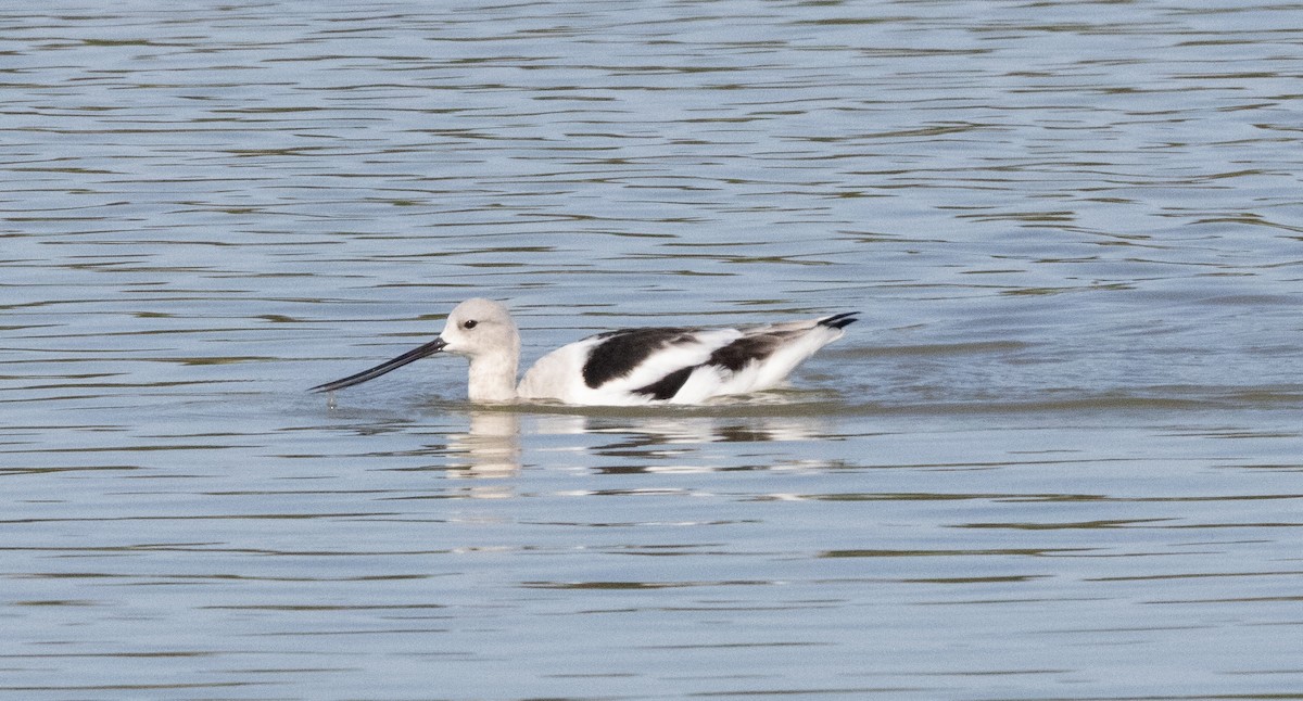 American Avocet - ML629441826