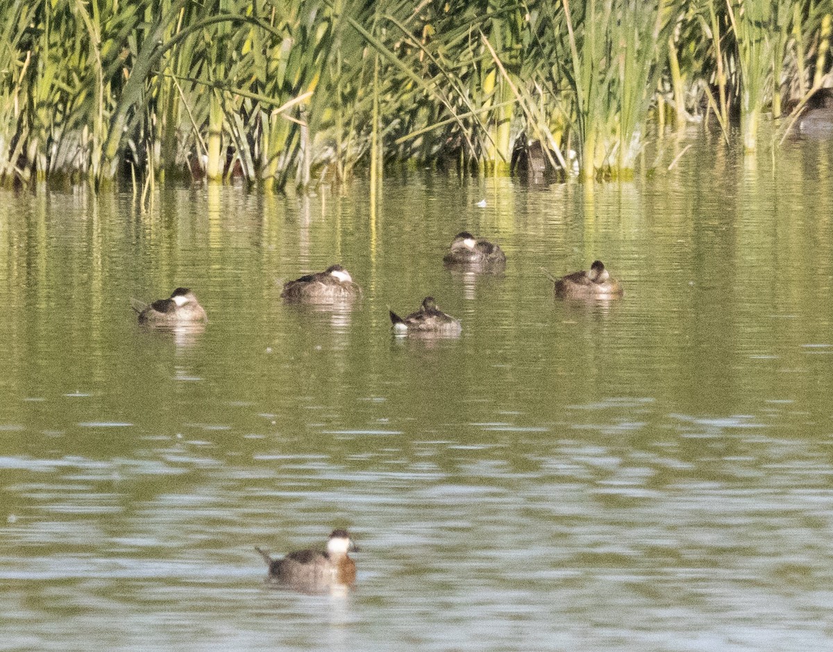 Ruddy Duck - ML629441886