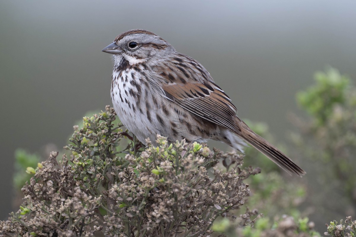 Song Sparrow - ML629441919