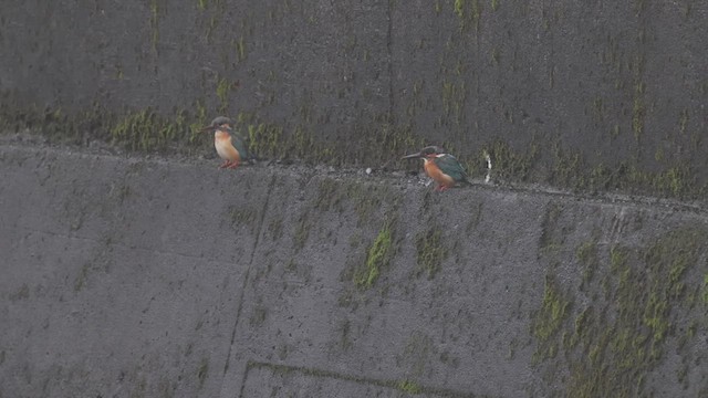 Common Kingfisher (Common) - ML629441941