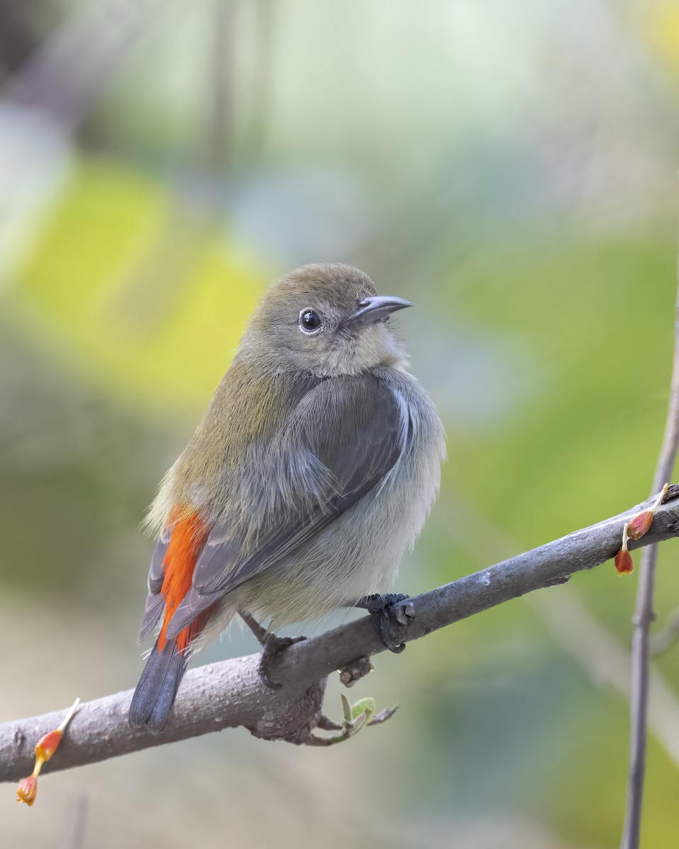 セアカハナドリ - ML629441978