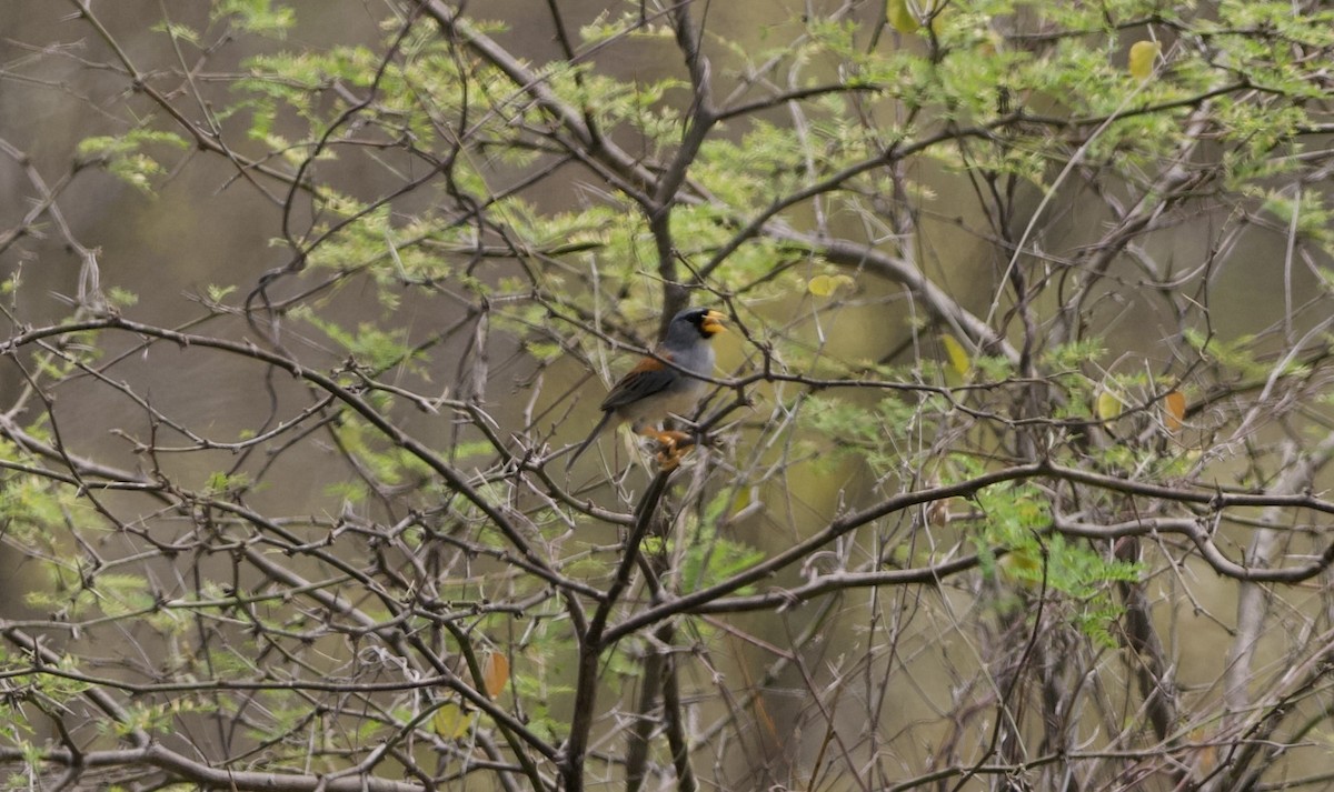 Little Inca-Finch - ML629442117