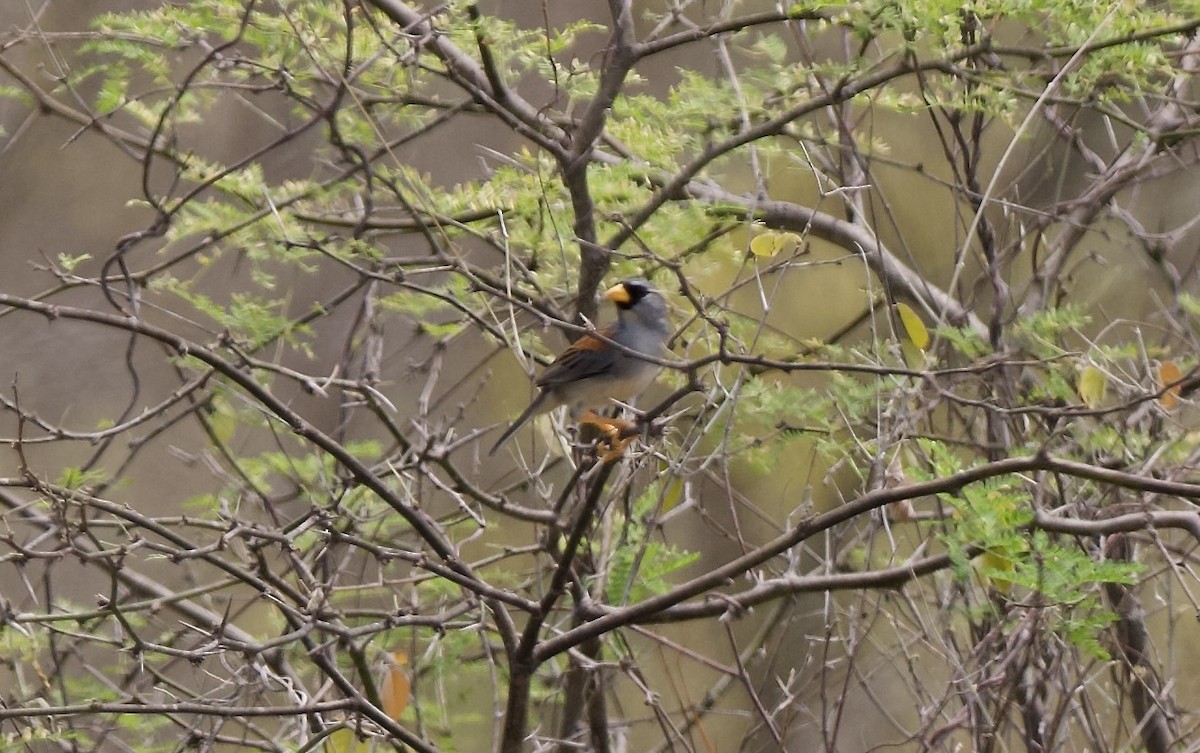 Little Inca-Finch - ML629442118