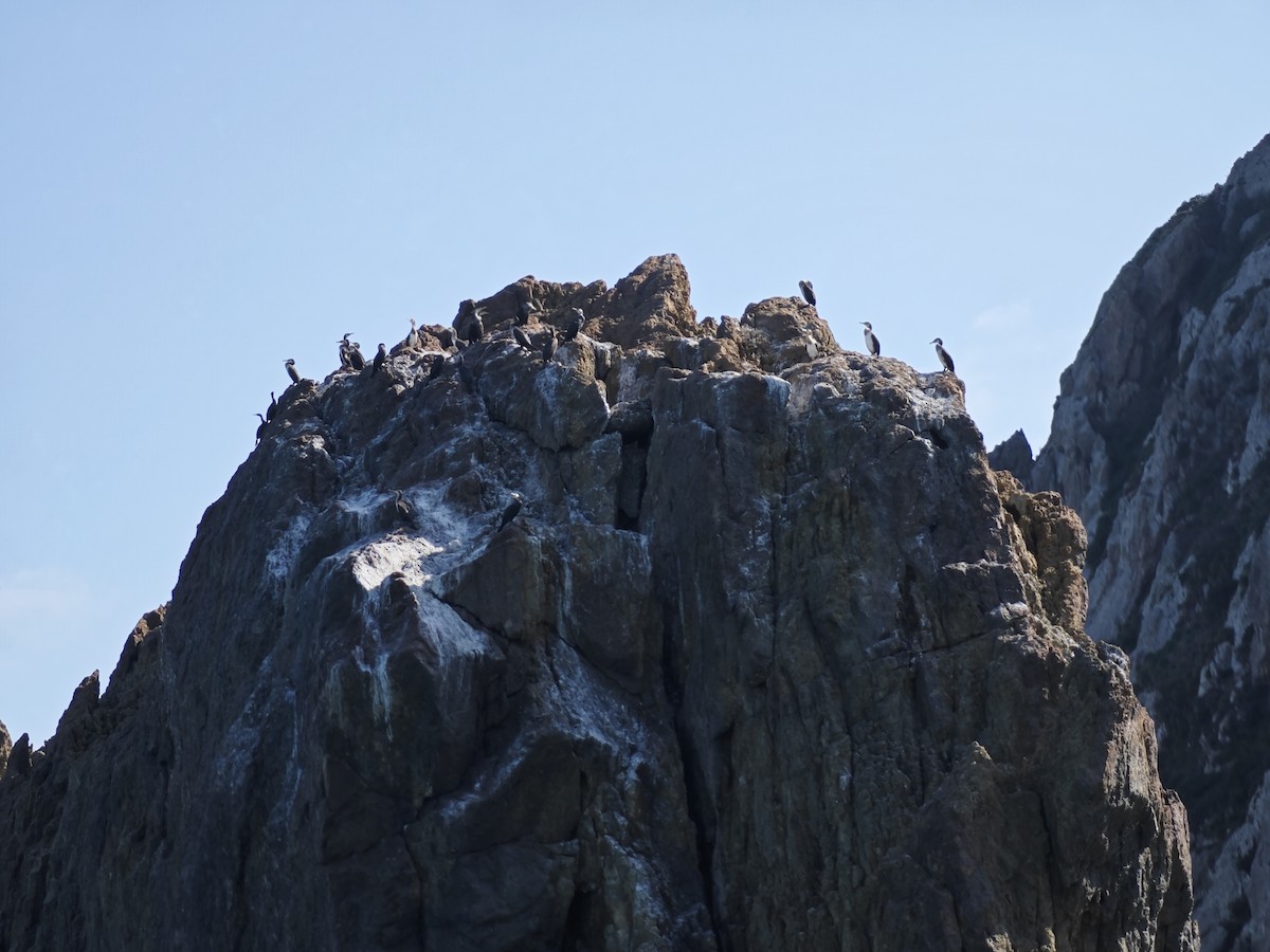 Japanese Cormorant - ML629442241