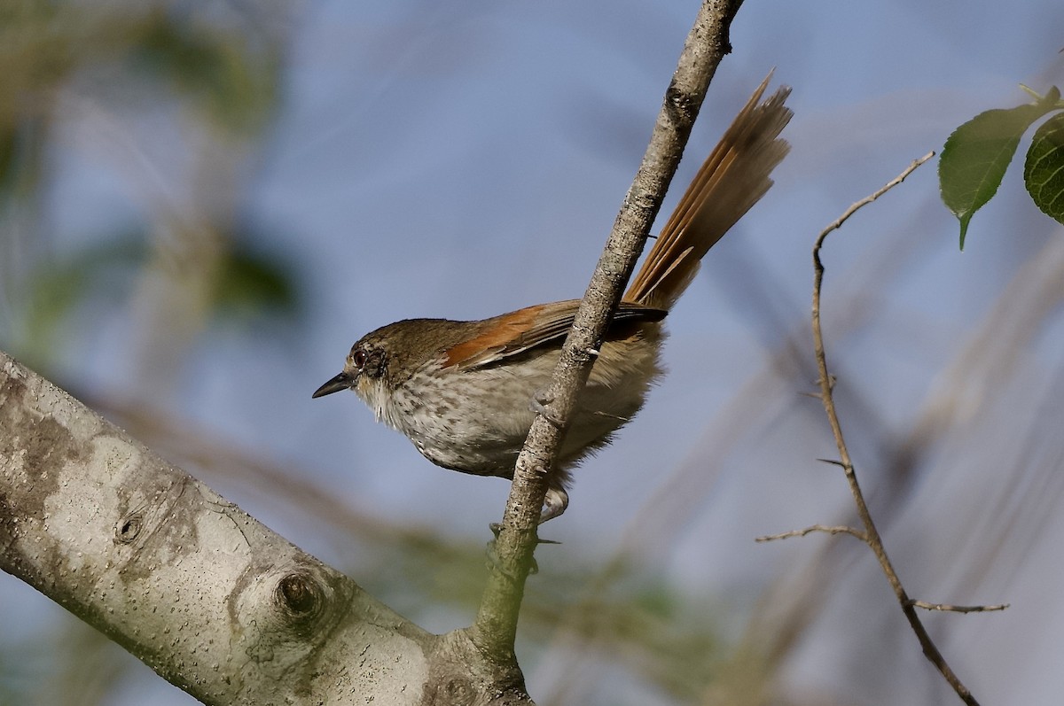 Chinchipe Spinetail - ML629442539