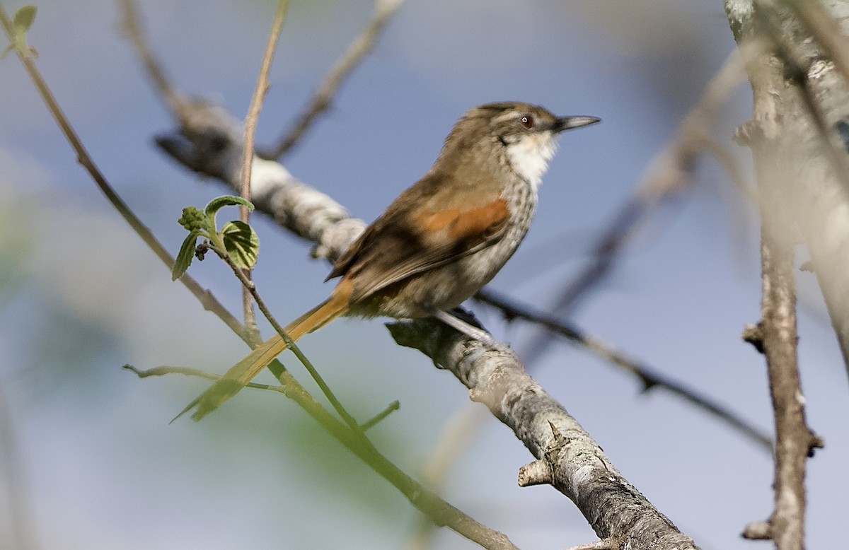 Chinchipe Spinetail - ML629442542