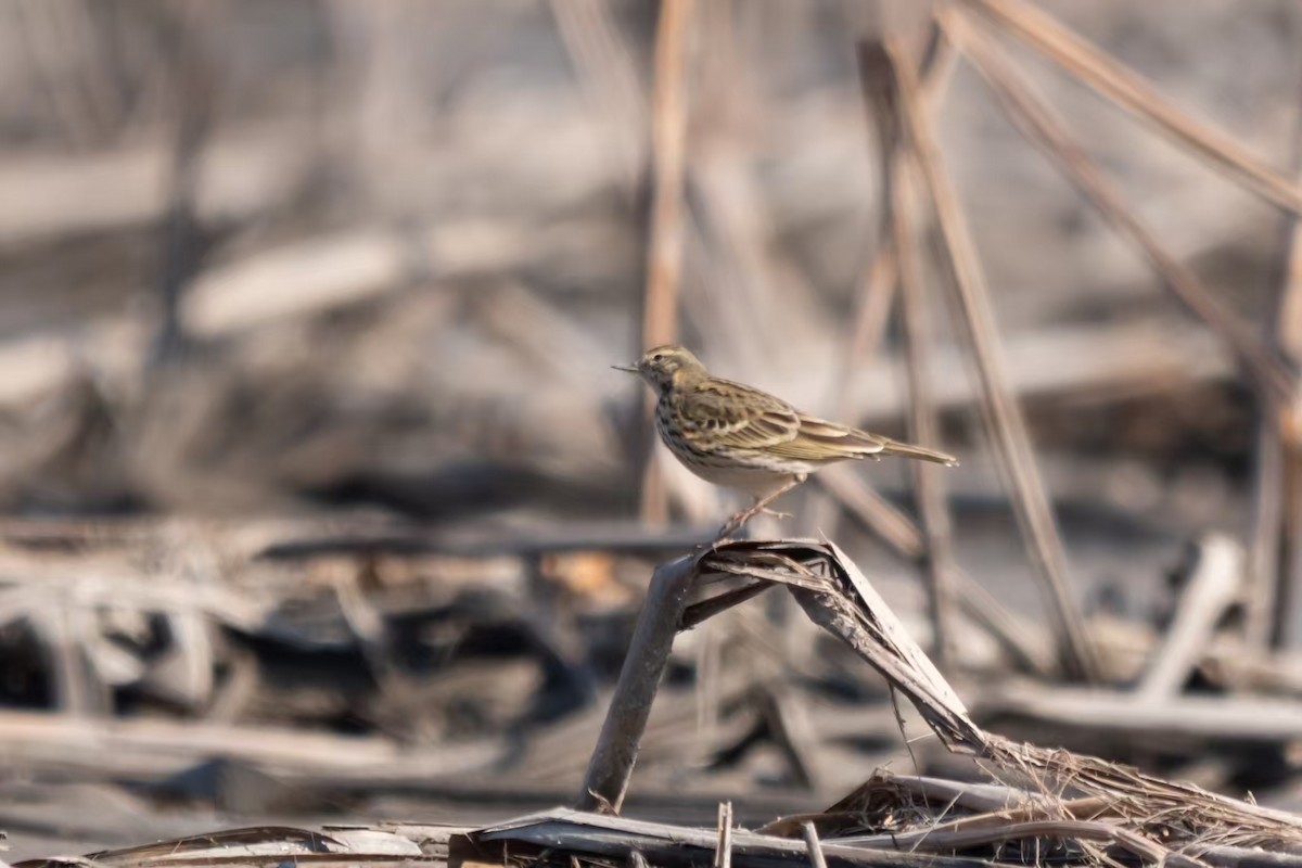 Rosy Pipit - ML629442600