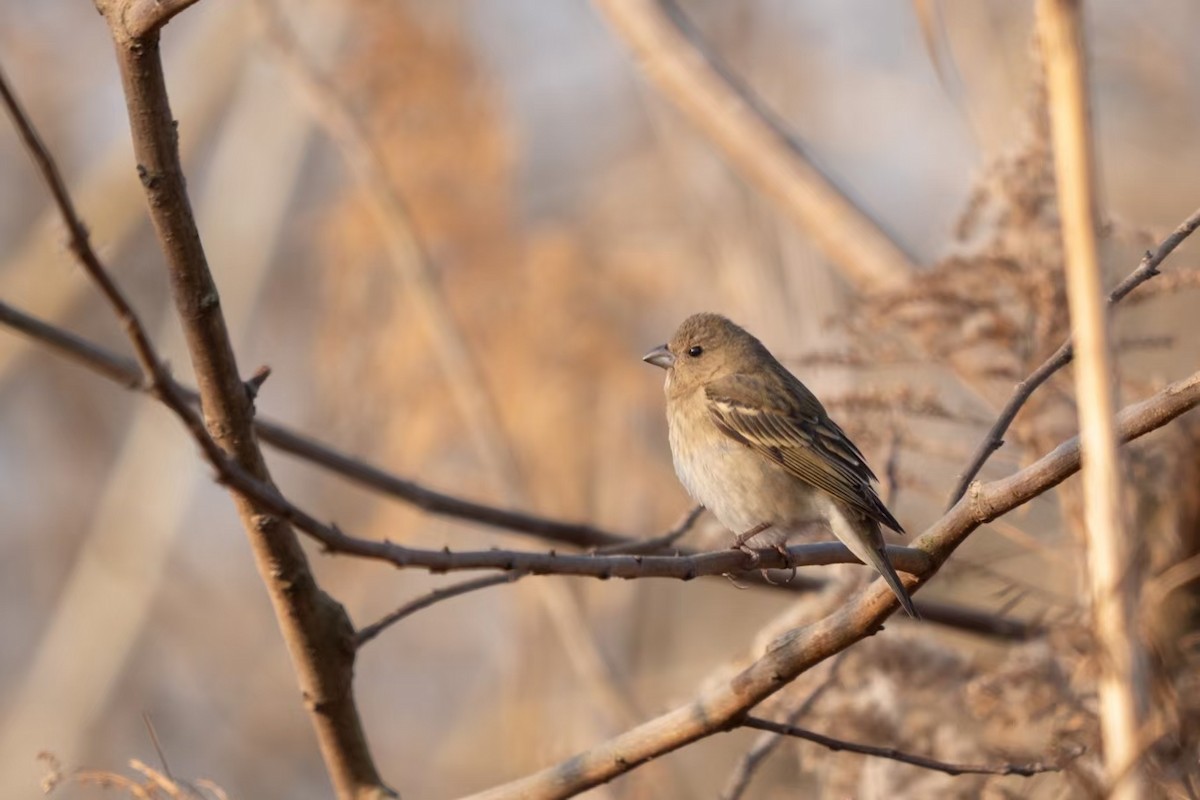 Common Rosefinch - ML629442604