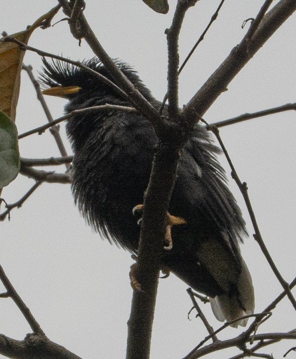 Great Myna - ML629442657