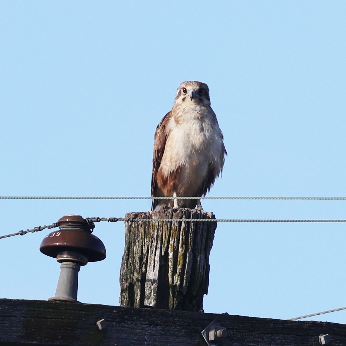 Halcón Berigora - ML629442871