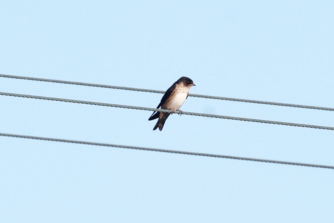 Golondrina Arborícola - ML629442874