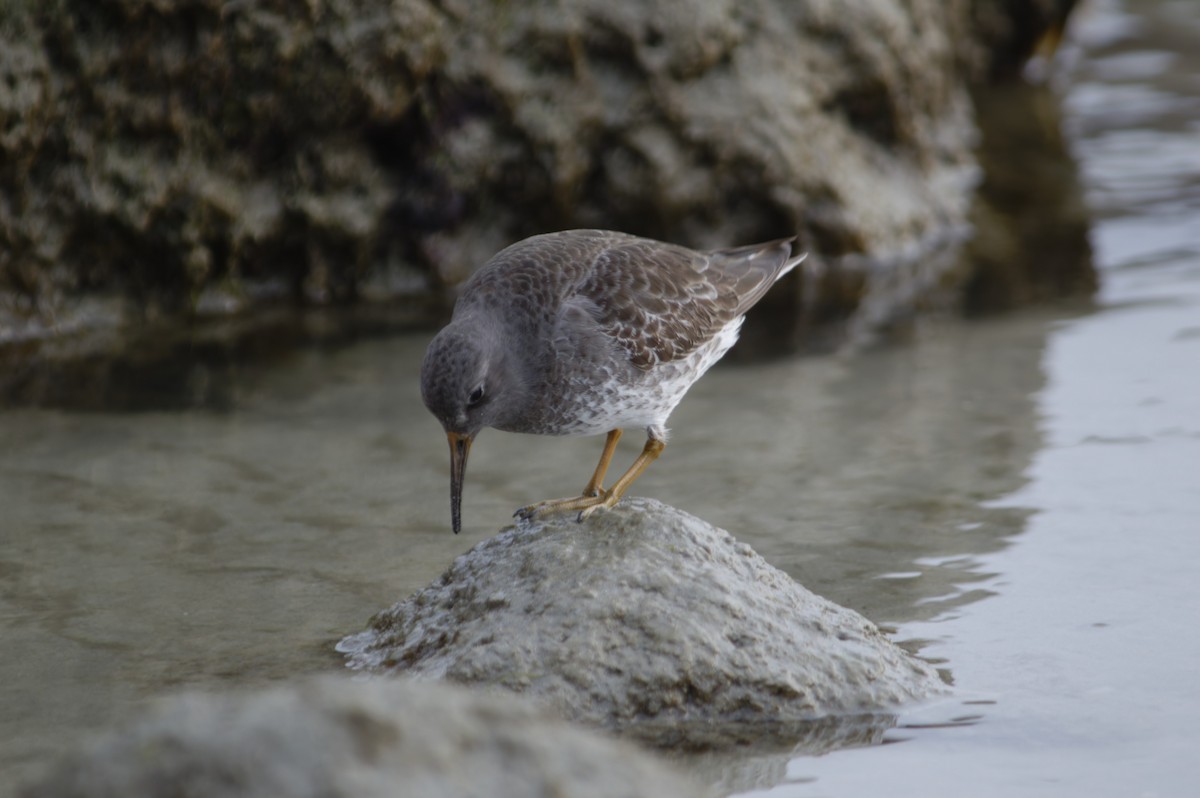 Purple Sandpiper - ML629442919