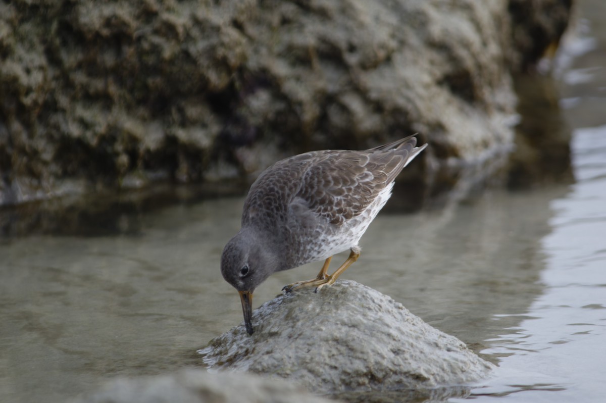 Purple Sandpiper - ML629442921