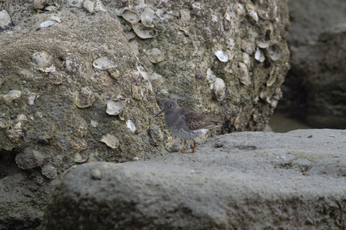 Purple Sandpiper - ML629442924