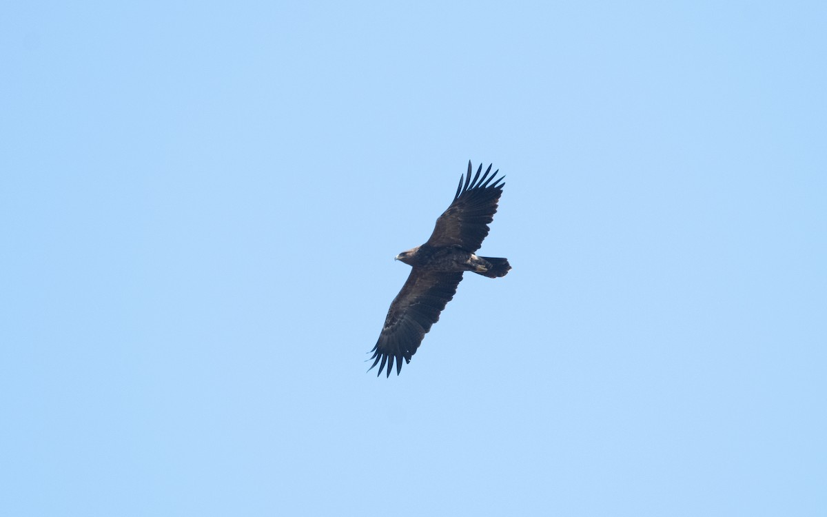 Lesser Spotted Eagle - ML629442999