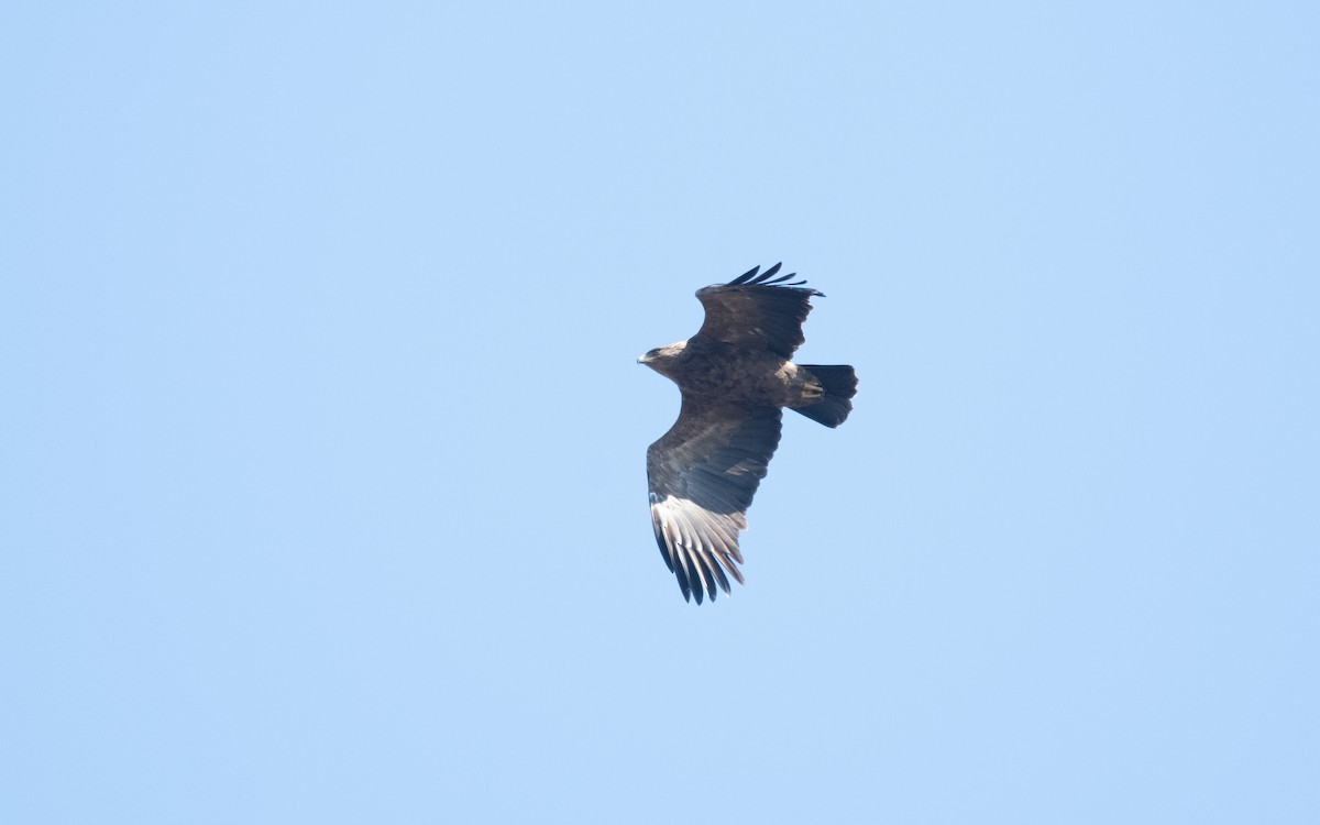 Lesser Spotted Eagle - ML629443000