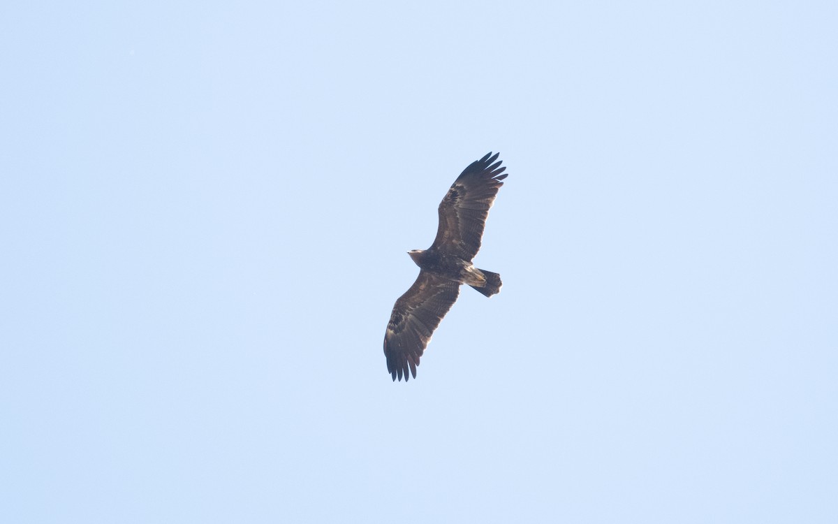 Lesser Spotted Eagle - ML629443001