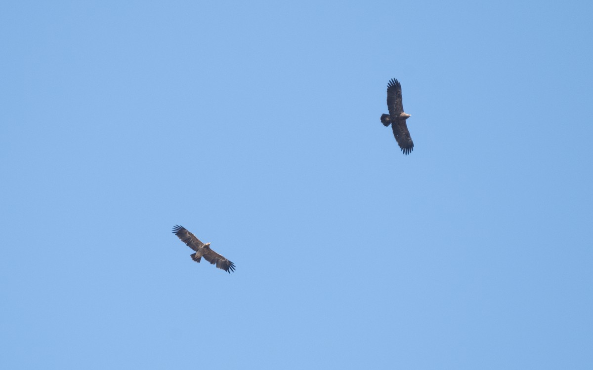 Lesser Spotted Eagle - ML629443002