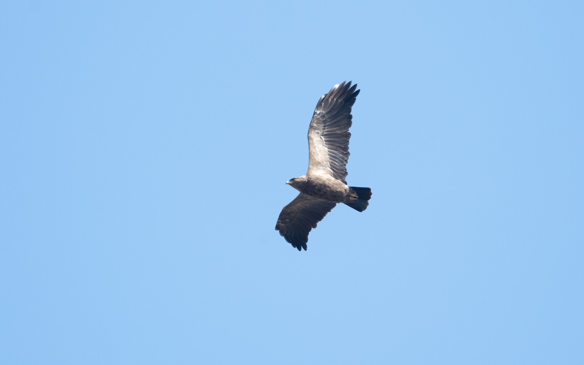 Lesser Spotted Eagle - ML629443003