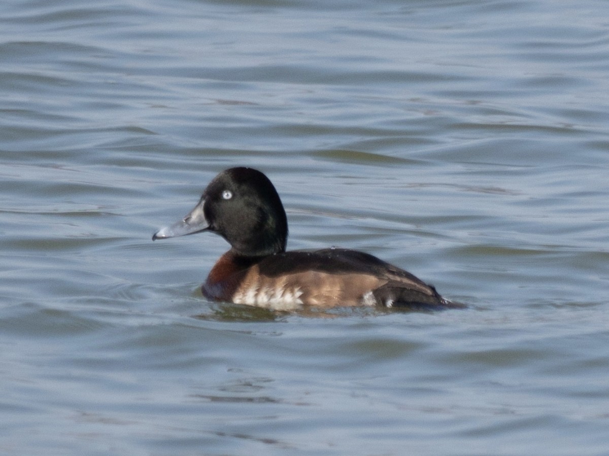 Baer's Pochard - ML629443079