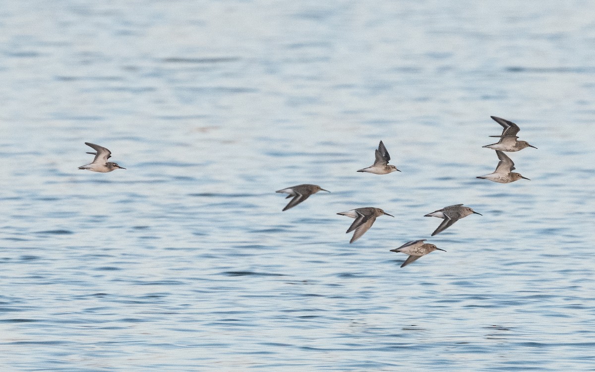 Broad-billed Sandpiper - ML629443157