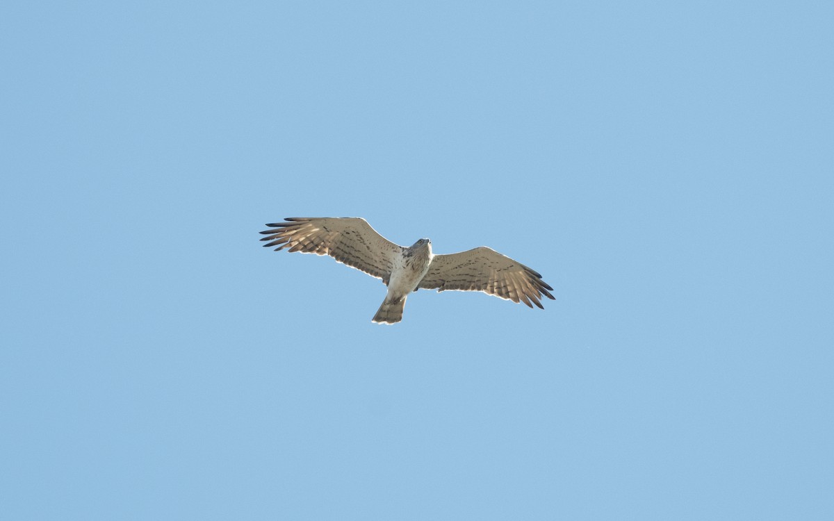 Short-toed Snake-Eagle - ML629443400