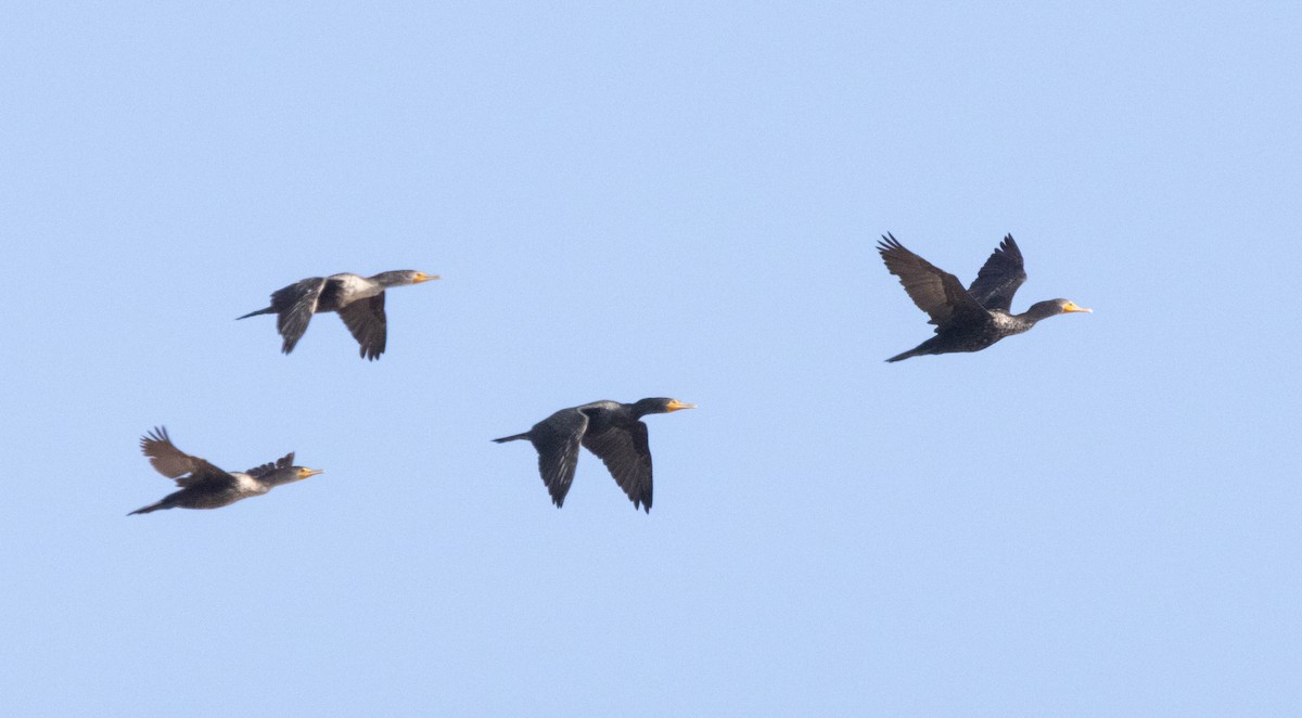 Double-crested Cormorant - ML629443496