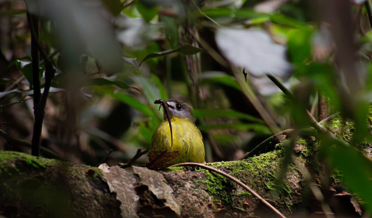 Pale-yellow Robin - ML629443515