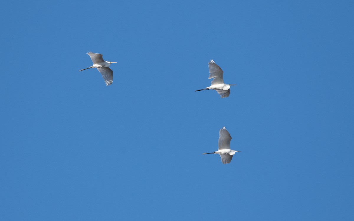 Great Egret - ML629443527