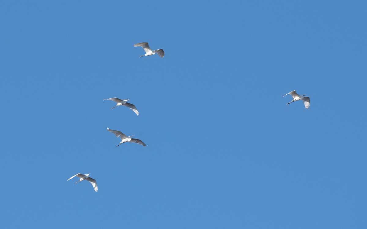 Great Egret - ML629443528