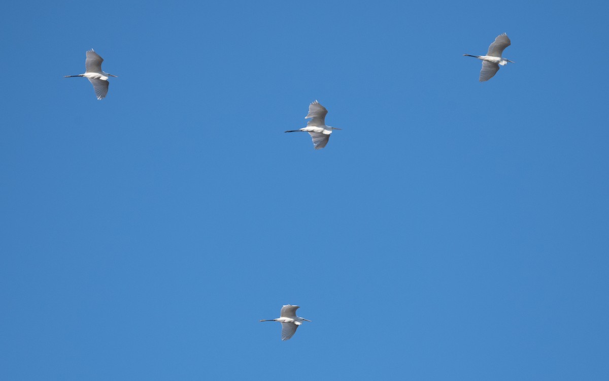 Great Egret - ML629443529