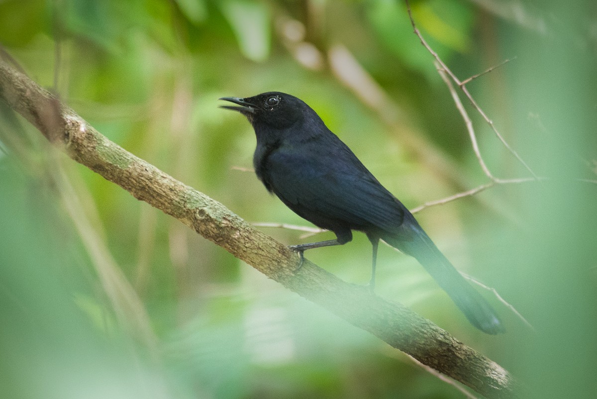 Black Catbird - ML62944371