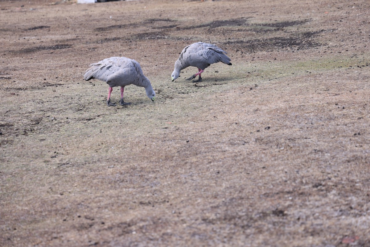 husa kuří - ML629444157