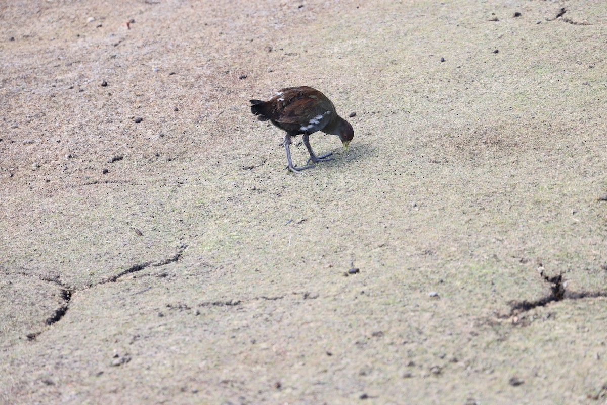 slípka tasmánská - ML629444179