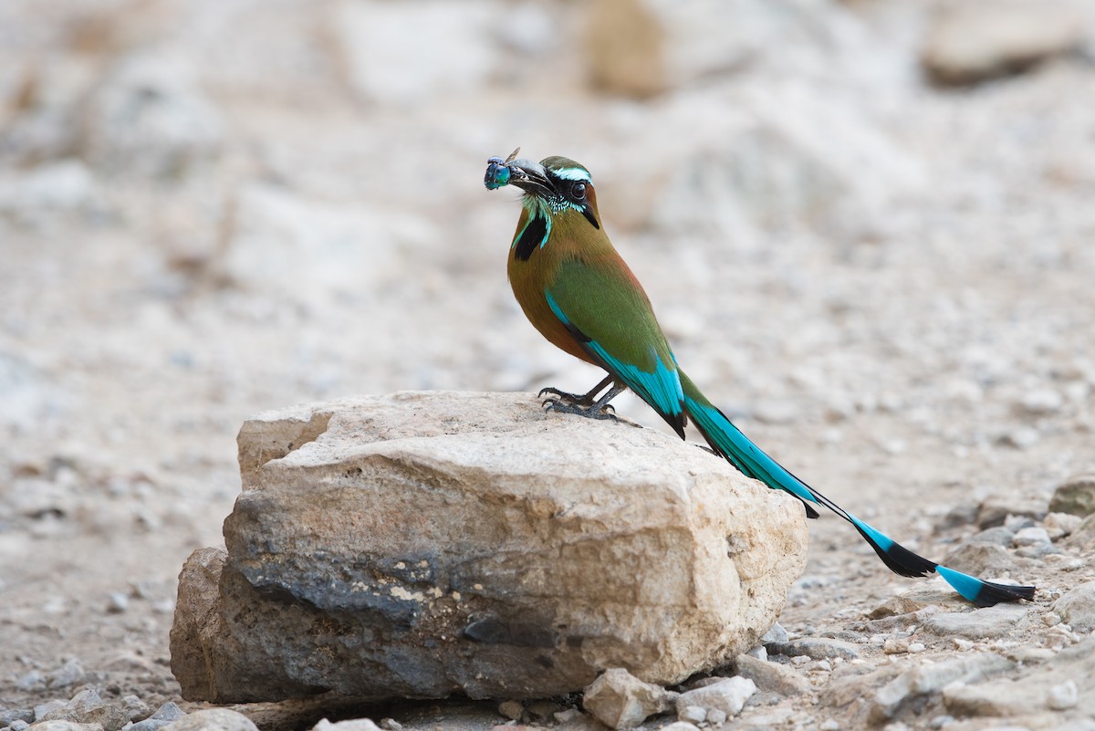 Turquoise-browed Motmot - ML62944451