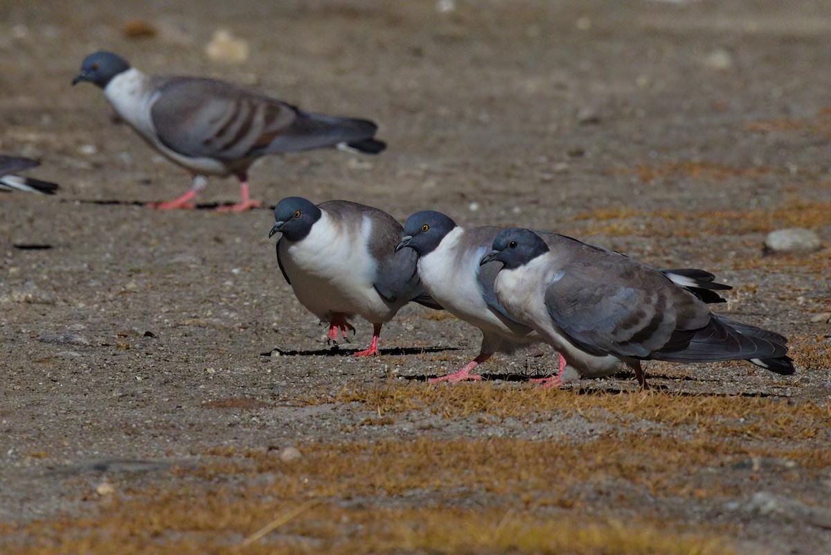 Snow Pigeon - ML629445078