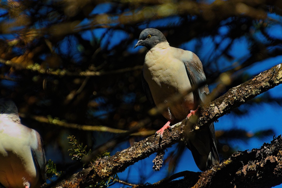 Snow Pigeon - ML629445079