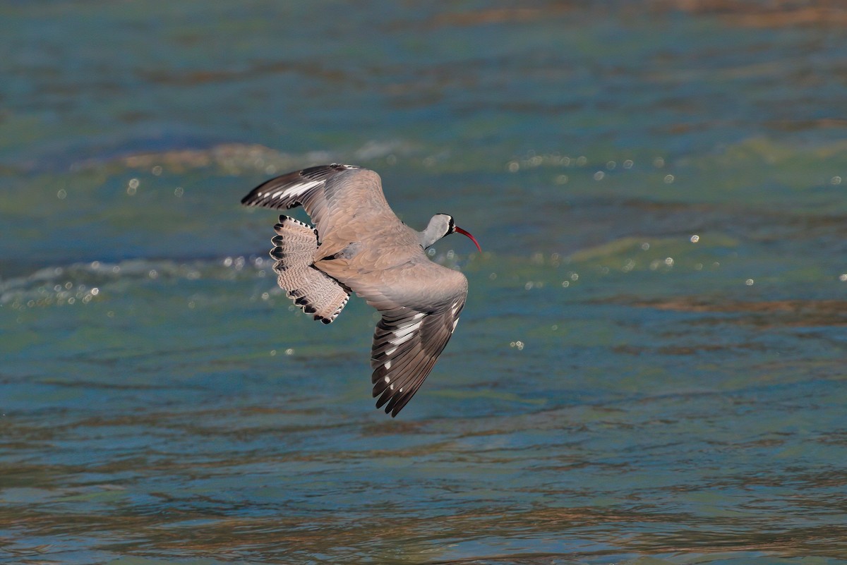 Ibisbill - ML629445122