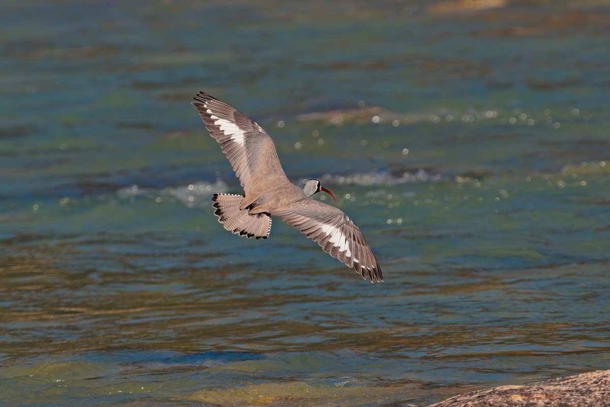 Ibisbill - ML629445124